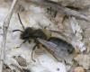 Andrena sp.